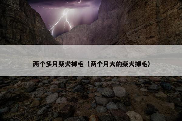 两个多月柴犬掉毛（两个月大的柴犬掉毛）