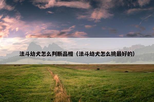 法斗幼犬怎么判断品相（法斗幼犬怎么挑最好的）
