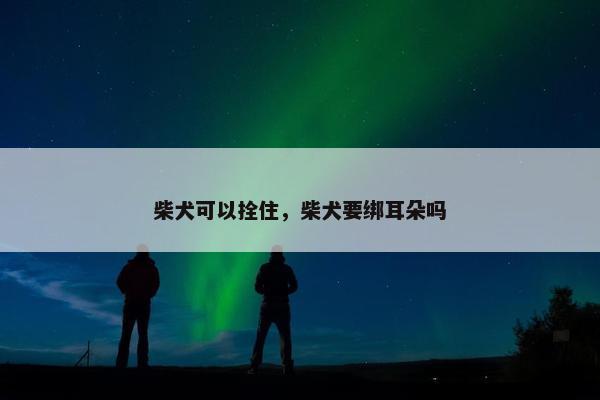 柴犬可以拴住，柴犬要绑耳朵吗