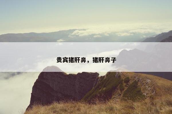 贵宾猪肝鼻，猪肝鼻子