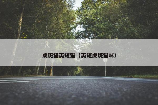 虎斑猫英短猫（英短虎斑猫咪）