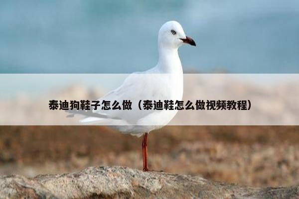 泰迪狗鞋子怎么做(泰迪鞋怎么做视频教程)