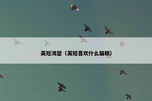 英短渴望（英短喜欢什么猫粮）