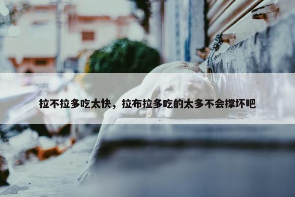 拉不拉多吃太快,拉布拉多吃的太多不会撑坏吧