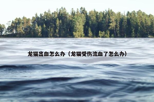 龙猫出血怎么办（龙猫受伤流血了怎么办）