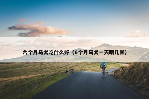 六个月马犬吃什么好（6个月马犬一天喂几顿）