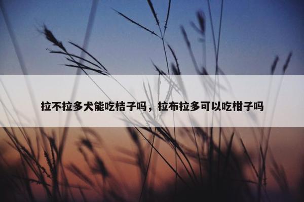 拉不拉多犬能吃桔子吗,拉布拉多可以吃柑子吗