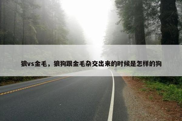 狼vs金毛,狼狗跟金毛杂交出来的时候是怎样的狗