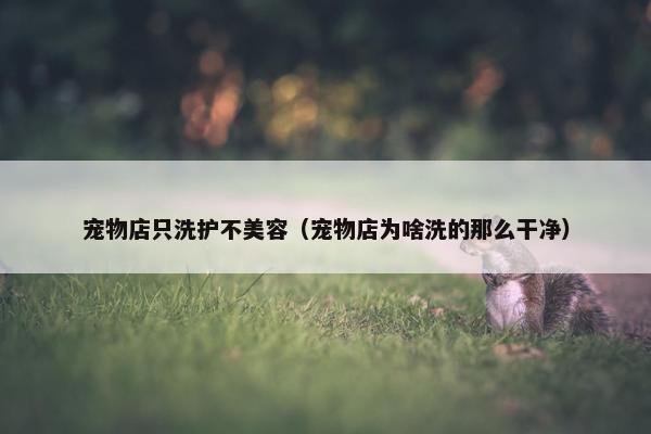 宠物店只洗护不美容(宠物店为啥洗的那么干净)
