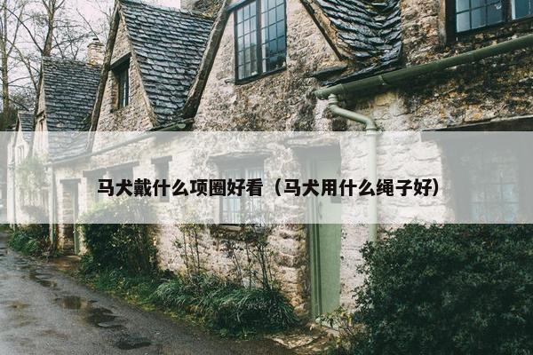 马犬戴什么项圈好看（马犬用什么绳子好）