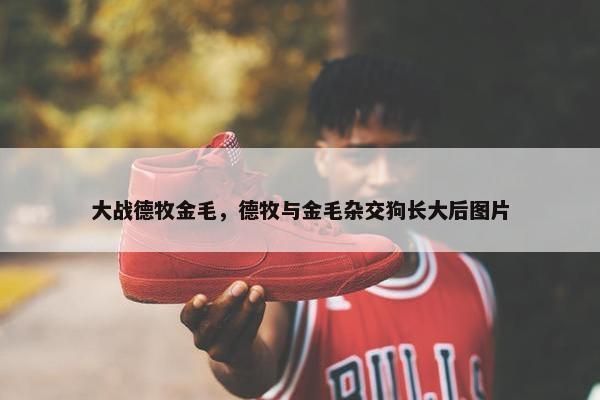 大战德牧金毛,德牧与金毛杂交狗长大后图片