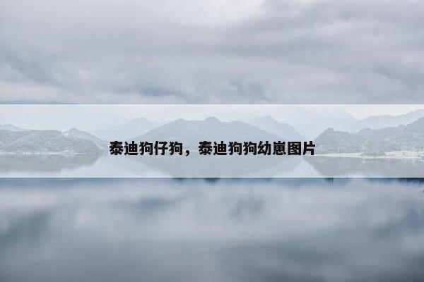 泰迪狗仔狗,泰迪狗狗幼崽图片
