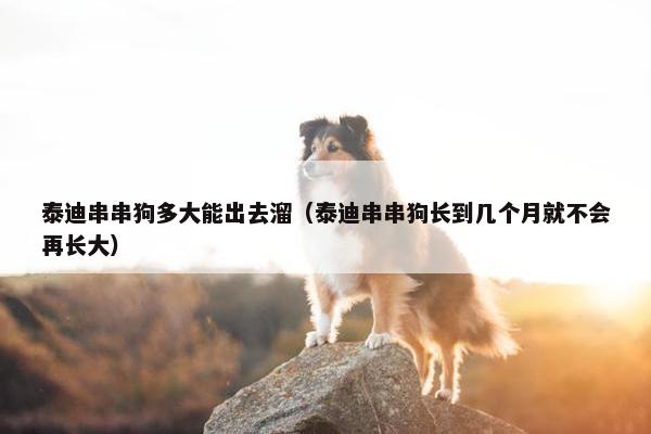 泰迪串串狗多大能出去溜(泰迪串串狗长到几个月就不会再长大)