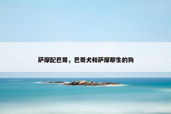 萨摩配巴哥,巴哥犬和萨摩耶生的狗