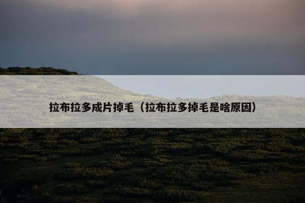 拉布拉多成片掉毛(拉布拉多掉毛是啥原因)