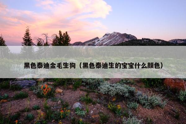 黑色泰迪金毛生狗(黑色泰迪生的宝宝什么颜色)