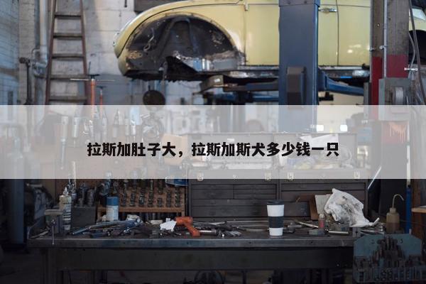 拉斯加肚子大,拉斯加斯犬多少钱一只