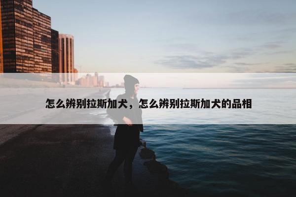 怎么辨别拉斯加犬，怎么辨别拉斯加犬的品相