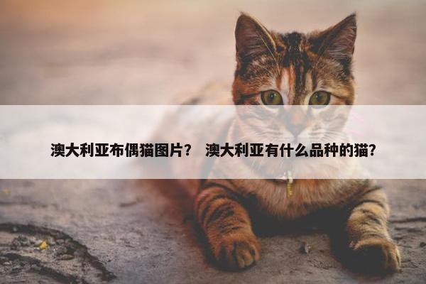澳大利亚布偶猫图片？ 澳大利亚有什么品种的猫？