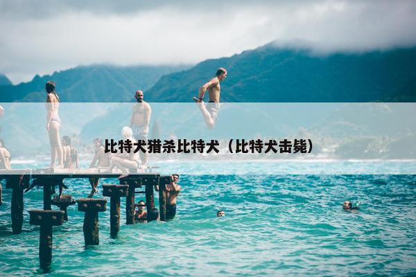 比特犬猎杀比特犬（比特犬击毙）