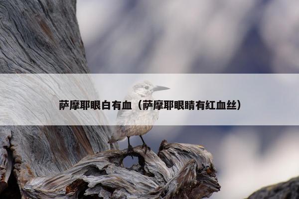 萨摩耶眼白有血（萨摩耶眼睛有红血丝）