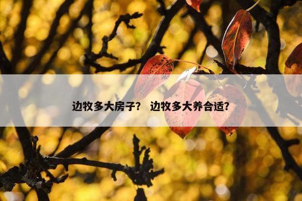 边牧多大房子？ 边牧多大养合适？