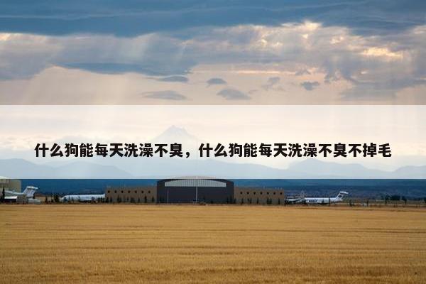 什么狗能每天洗澡不臭，什么狗能每天洗澡不臭不掉毛
