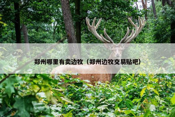 郑州哪里有卖边牧（郑州边牧交易贴吧）
