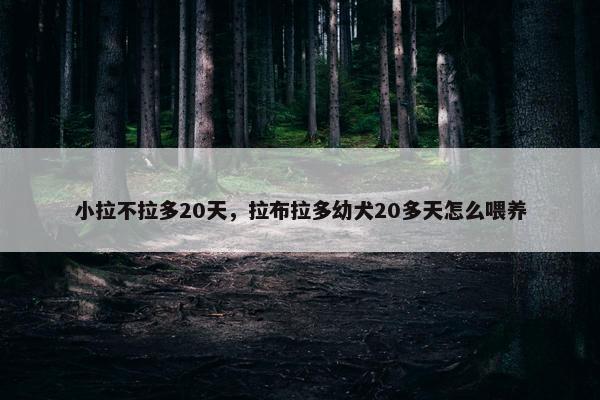 小拉不拉多20天,拉布拉多幼犬20多天怎么喂养