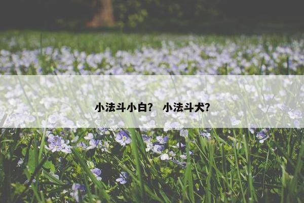 小法斗小白？ 小法斗犬？