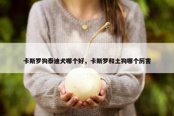 卡斯罗狗泰迪犬哪个好，卡斯罗和土狗哪个厉害