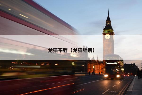 龙猫不胖(龙猫胖瘦)