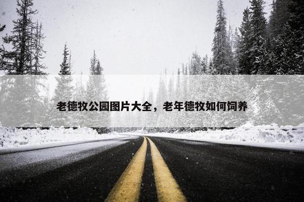 老德牧公园图片大全，老年德牧如何饲养