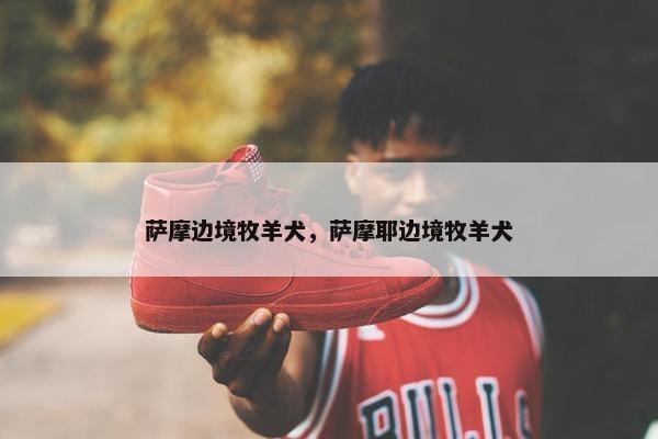 萨摩边境牧羊犬，萨摩耶边境牧羊犬