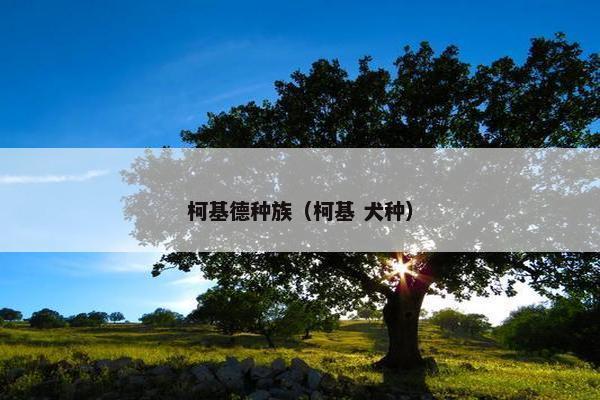 柯基德种族（柯基 犬种）