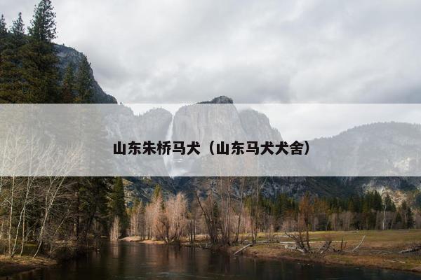 山东朱桥马犬（山东马犬犬舍）