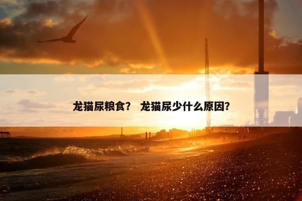 龙猫尿粮食? 龙猫尿少什么原因?
