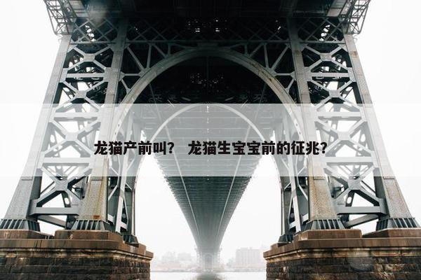 龙猫产前叫? 龙猫生宝宝前的征兆?