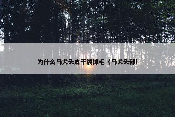 为什么马犬头皮干裂掉毛（马犬头部）