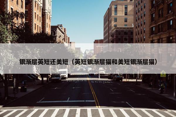 银渐层英短还美短（英短银渐层猫和美短银渐层猫）