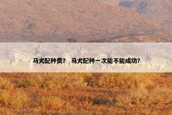 马犬配种费？ 马犬配种一次能不能成功？