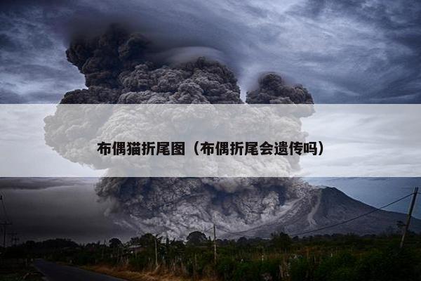 布偶猫折尾图（布偶折尾会遗传吗）