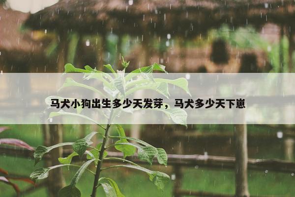 马犬小狗出生多少天发芽，马犬多少天下崽