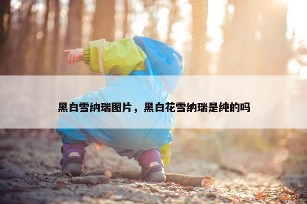 黑白雪纳瑞图片，黑白花雪纳瑞是纯的吗