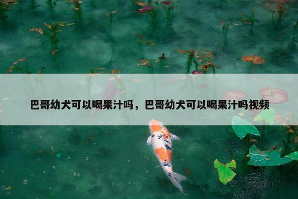 巴哥幼犬可以喝果汁吗，巴哥幼犬可以喝果汁吗视频