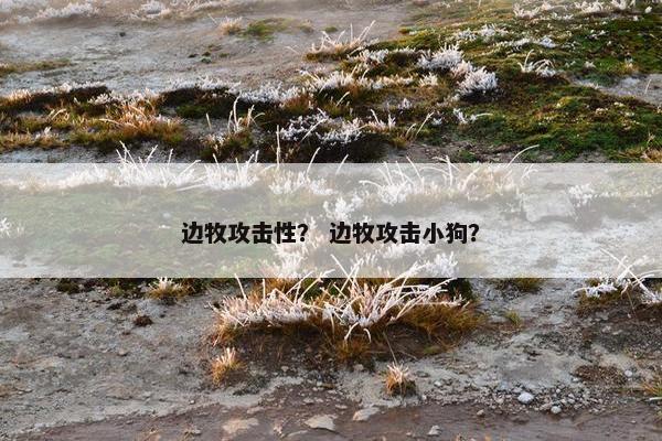 边牧攻击性？ 边牧攻击小狗？