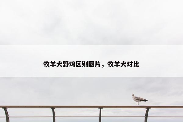 牧羊犬野鸡区别图片，牧羊犬对比