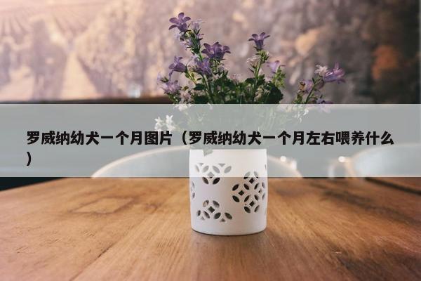 罗威纳幼犬一个月图片（罗威纳幼犬一个月左右喂养什么）