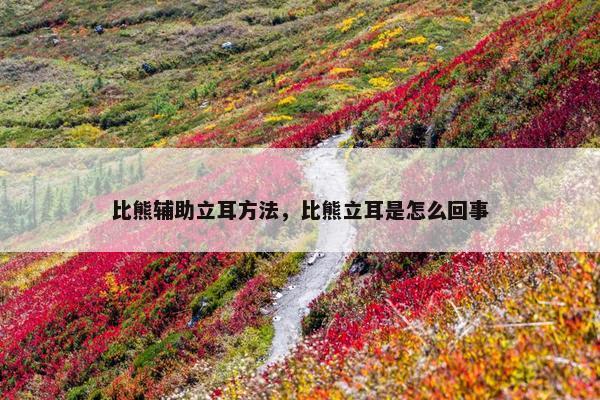 比熊辅助立耳方法，比熊立耳是怎么回事