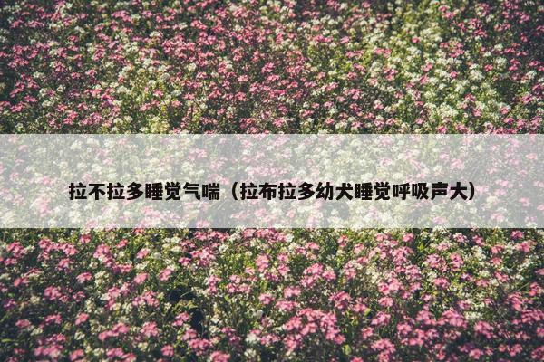 拉不拉多睡觉气喘（拉布拉多幼犬睡觉呼吸声大）